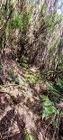 Plants: image 41 Of 208 Thumb